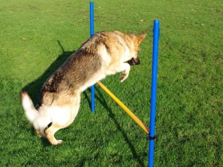 Agility Hurdle Jump Sale